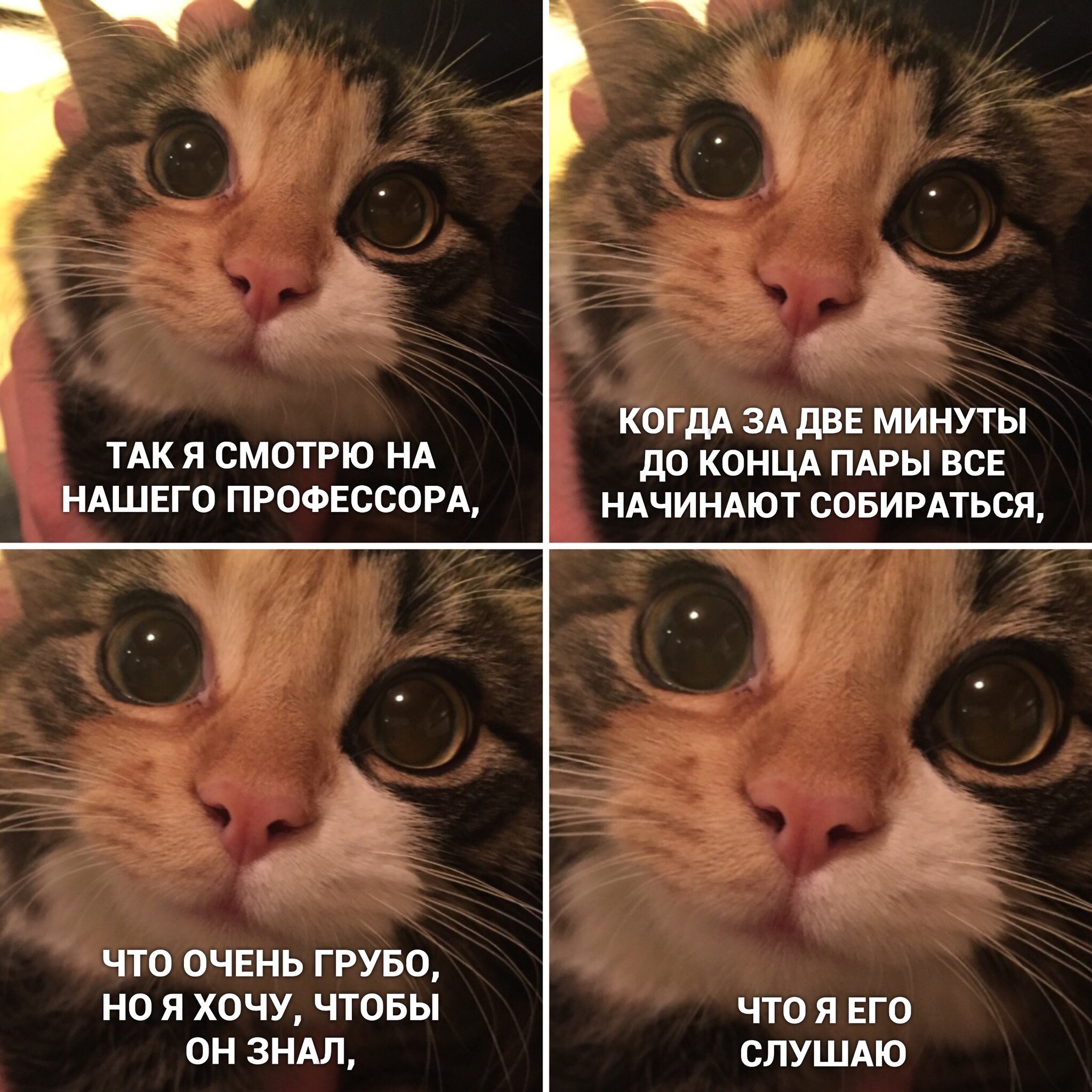 Добрый кот мем