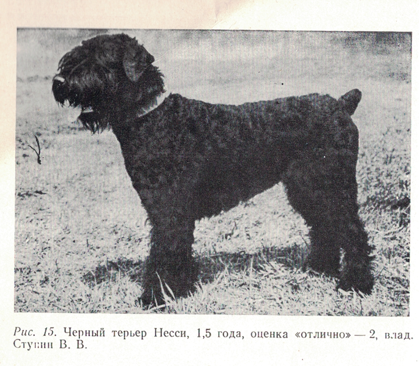 Soviet bred working dogs (1986) - Cynology, Dog, Old photo, Longpost