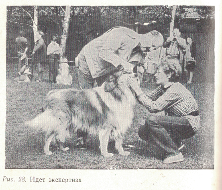 Soviet bred working dogs (1986) - Cynology, Dog, Old photo, Longpost