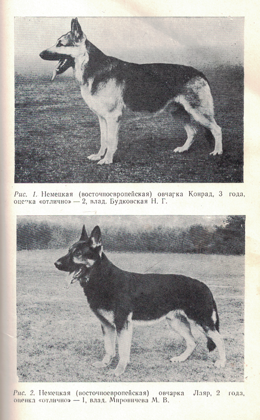 Soviet bred working dogs (1986) - Cynology, Dog, Old photo, Longpost