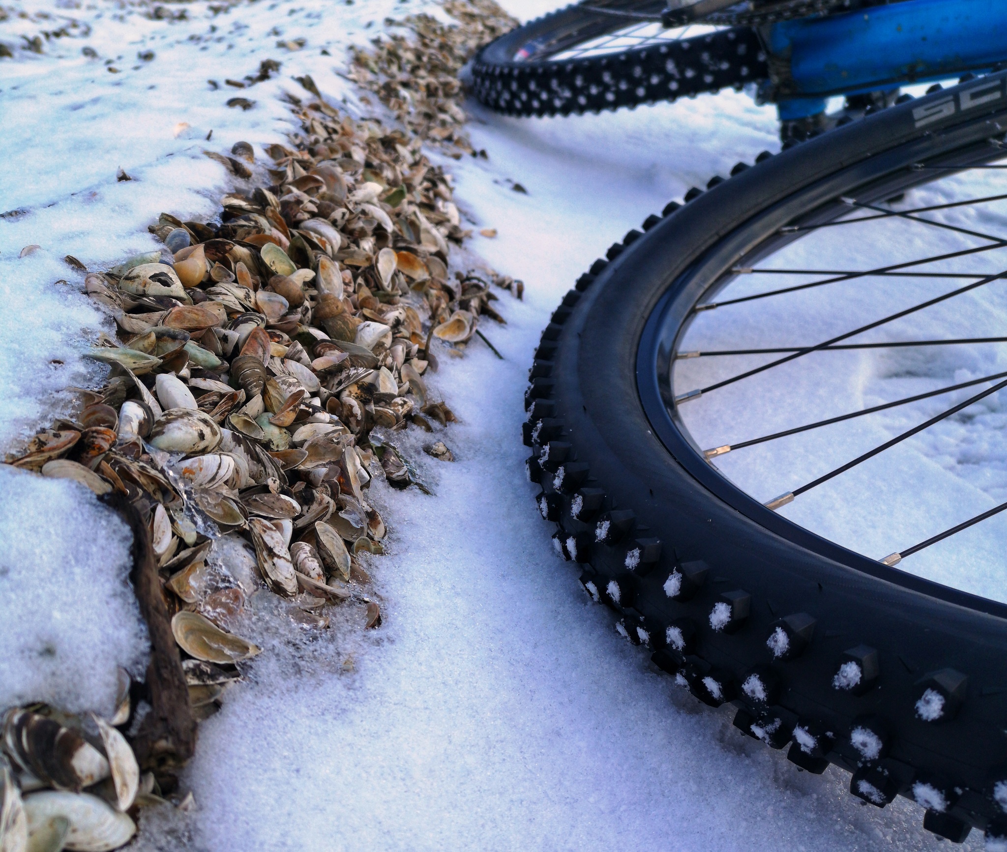 Along the beaches of the Uchinsky reservoir - My, A bike, Winter, Longpost