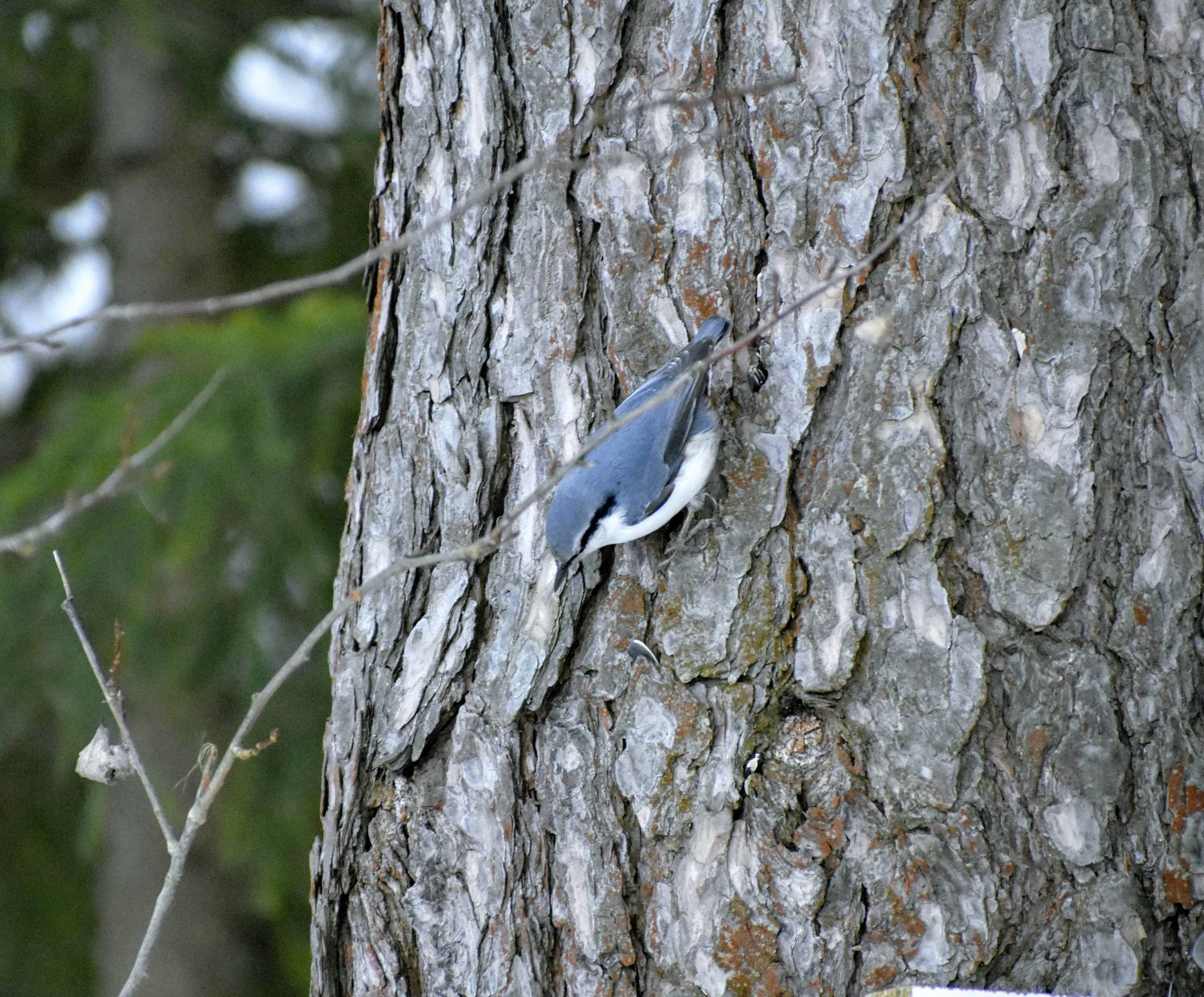 Nuthatch shelling seeds - My, Nuthatch, Birds, Bird watching, Photo hunting, Video