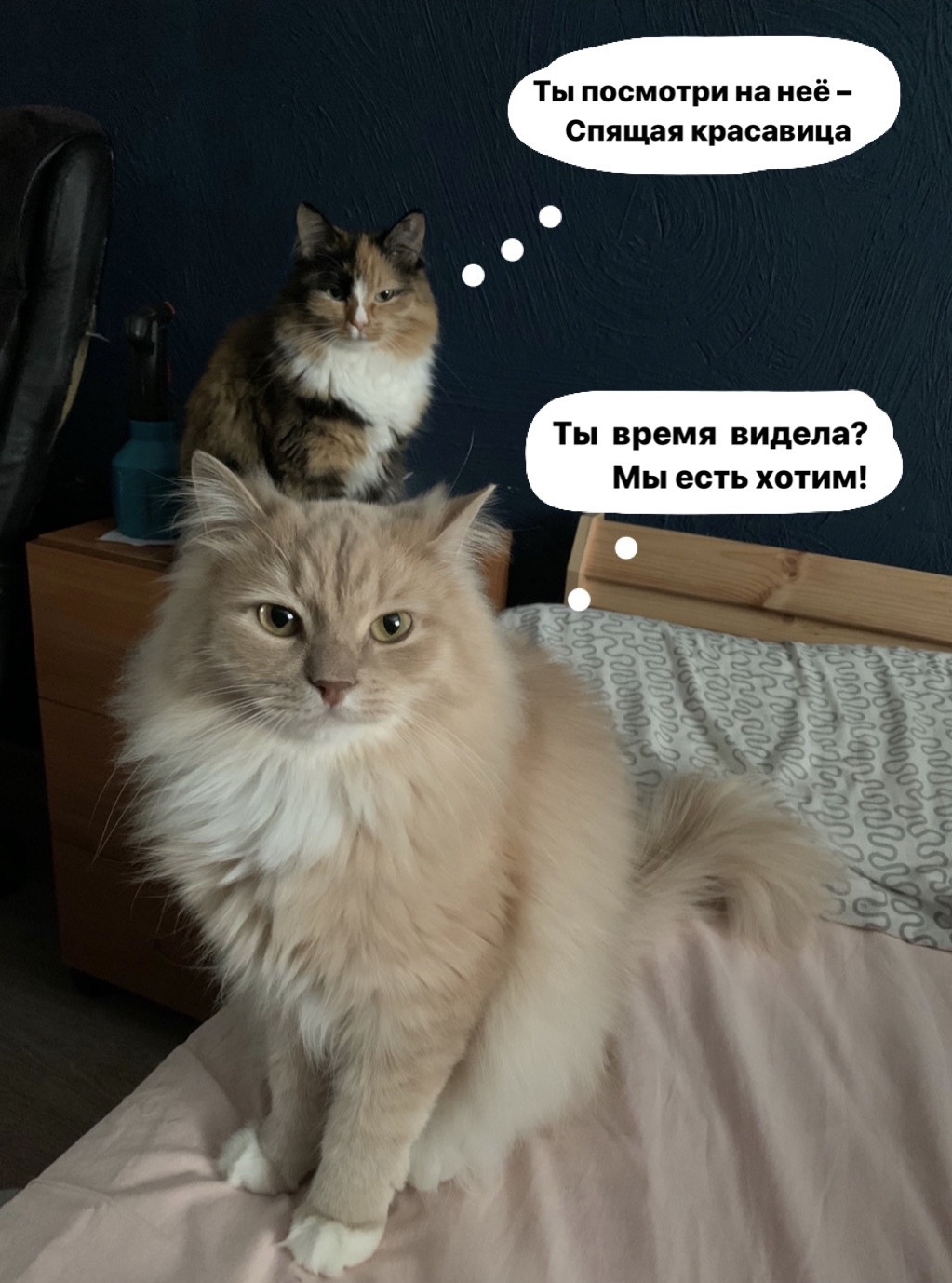 Alarm clocks - My, cat, Catomafia, Morning