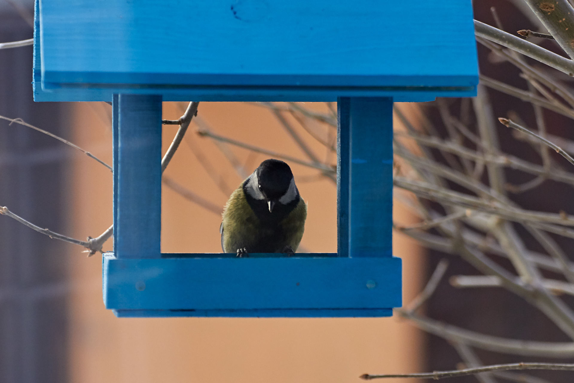 Greedy bullfinch - My, Bullfinches, Trough, Tit, Seeds, Longpost