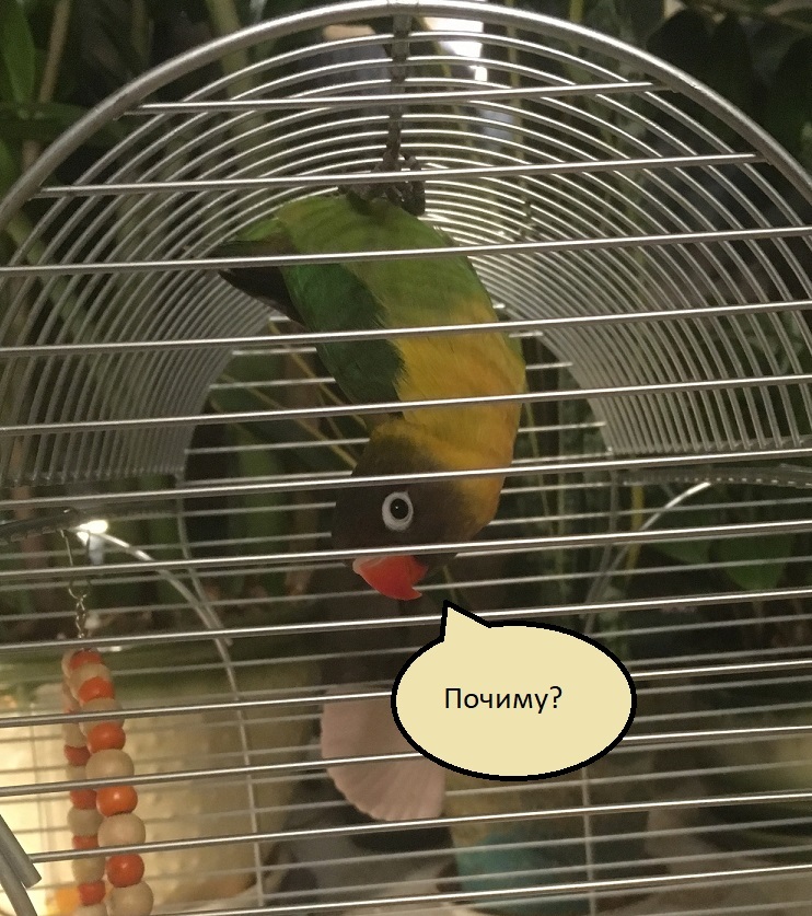 defective parrot - My, A parrot, Lovebirds, Masked Lovebird, Chick, Video, Longpost