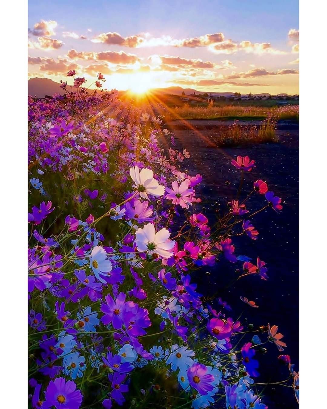 Field... - The photo, Field, Flowers, Sky