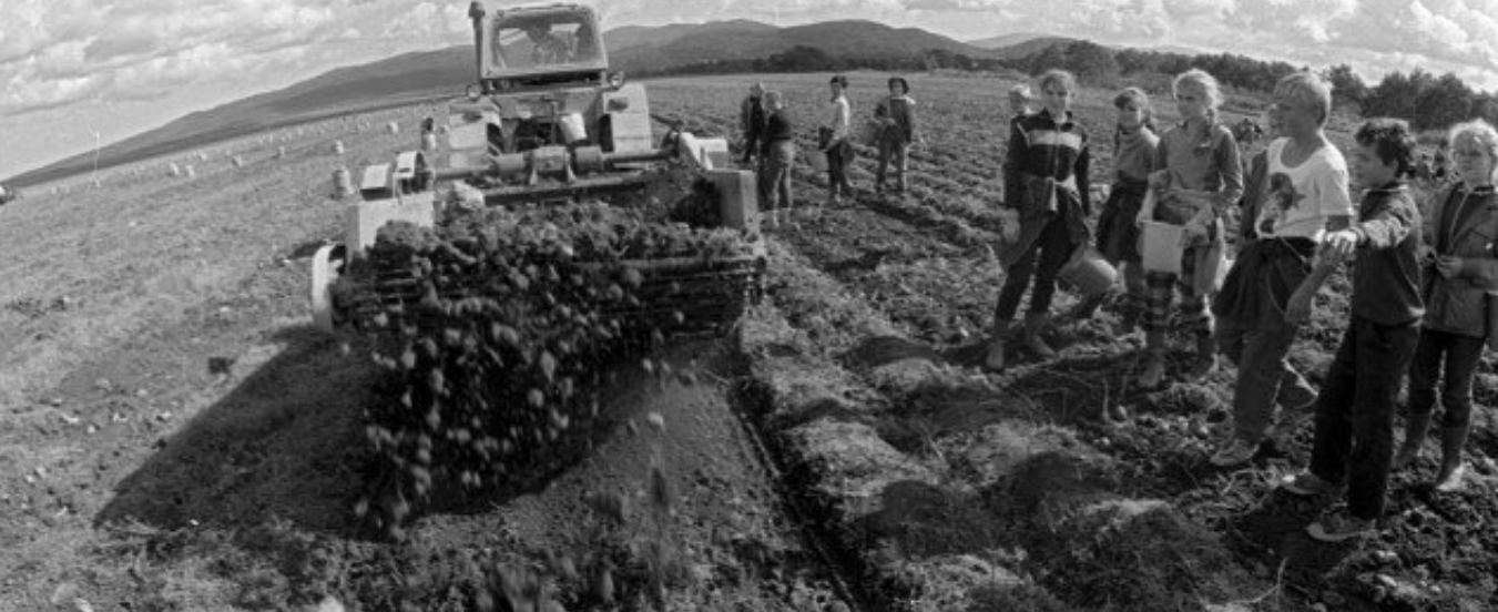 To the potatoes! - the USSR, Collective farm, Video, Longpost