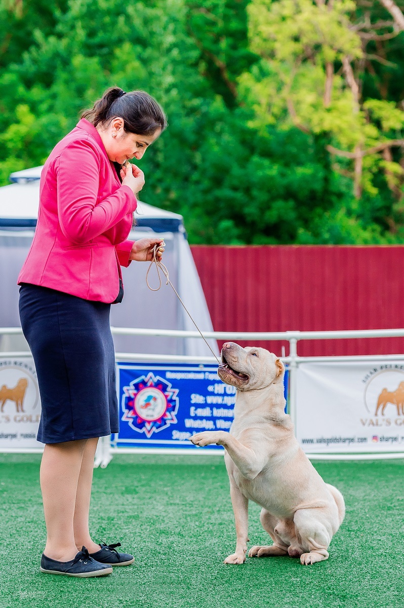 Another series of reportage photos from dog shows held in the South of Russia - enjoy viewing and good mood)) - My, Dog, Dogs and people, Dog show, Dog lovers, Dog days, Animalistics, Longpost