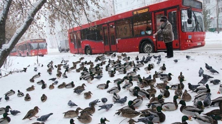 Every city has its own pigeons - Wild ducks, Street photography, Ecology