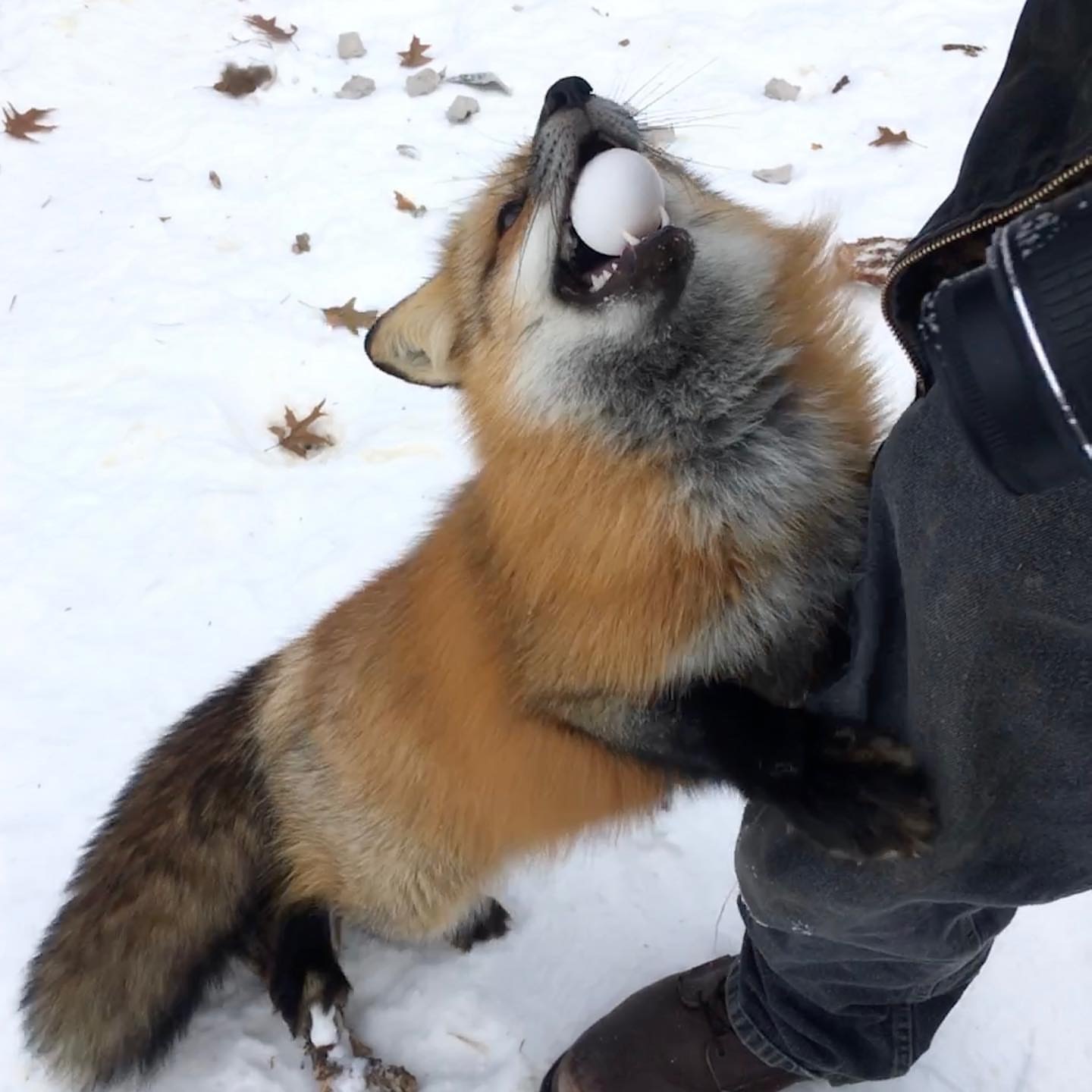 Goodies from the chicken coop ^.^ - Fox, Animals, The photo, Snow, Egg, Eggs