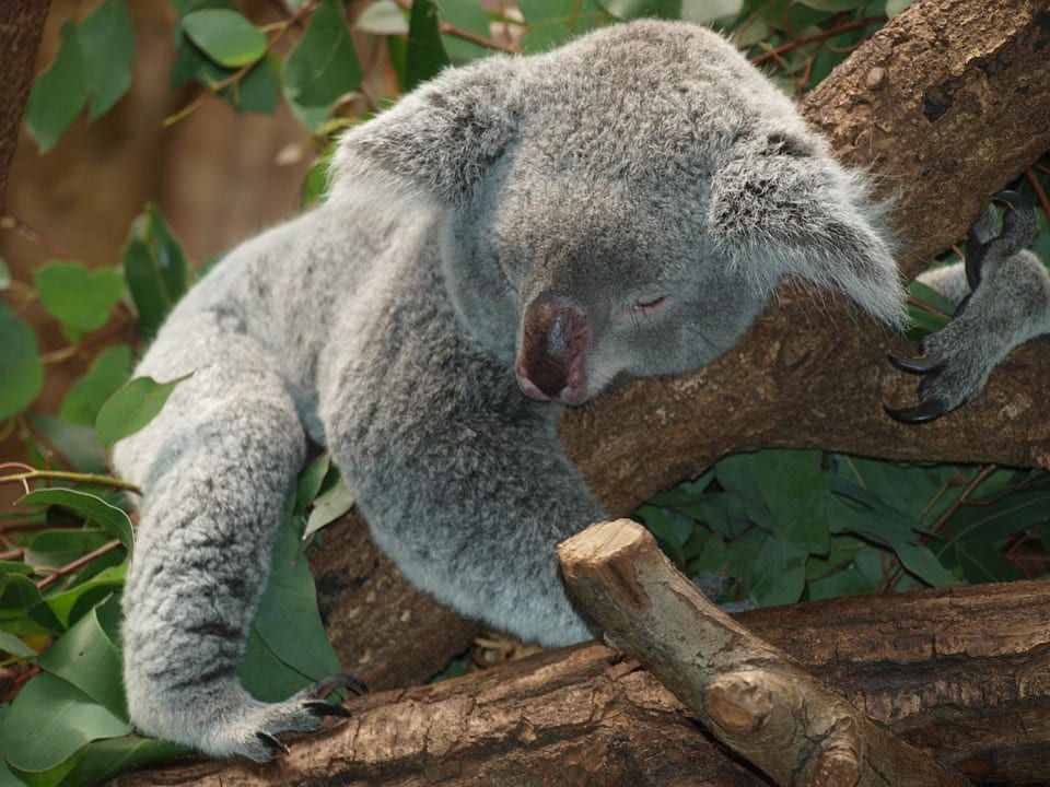 It's good to live, but it's even better to live well) - Koala, Dream, Food, Sex, Laziness, Animals