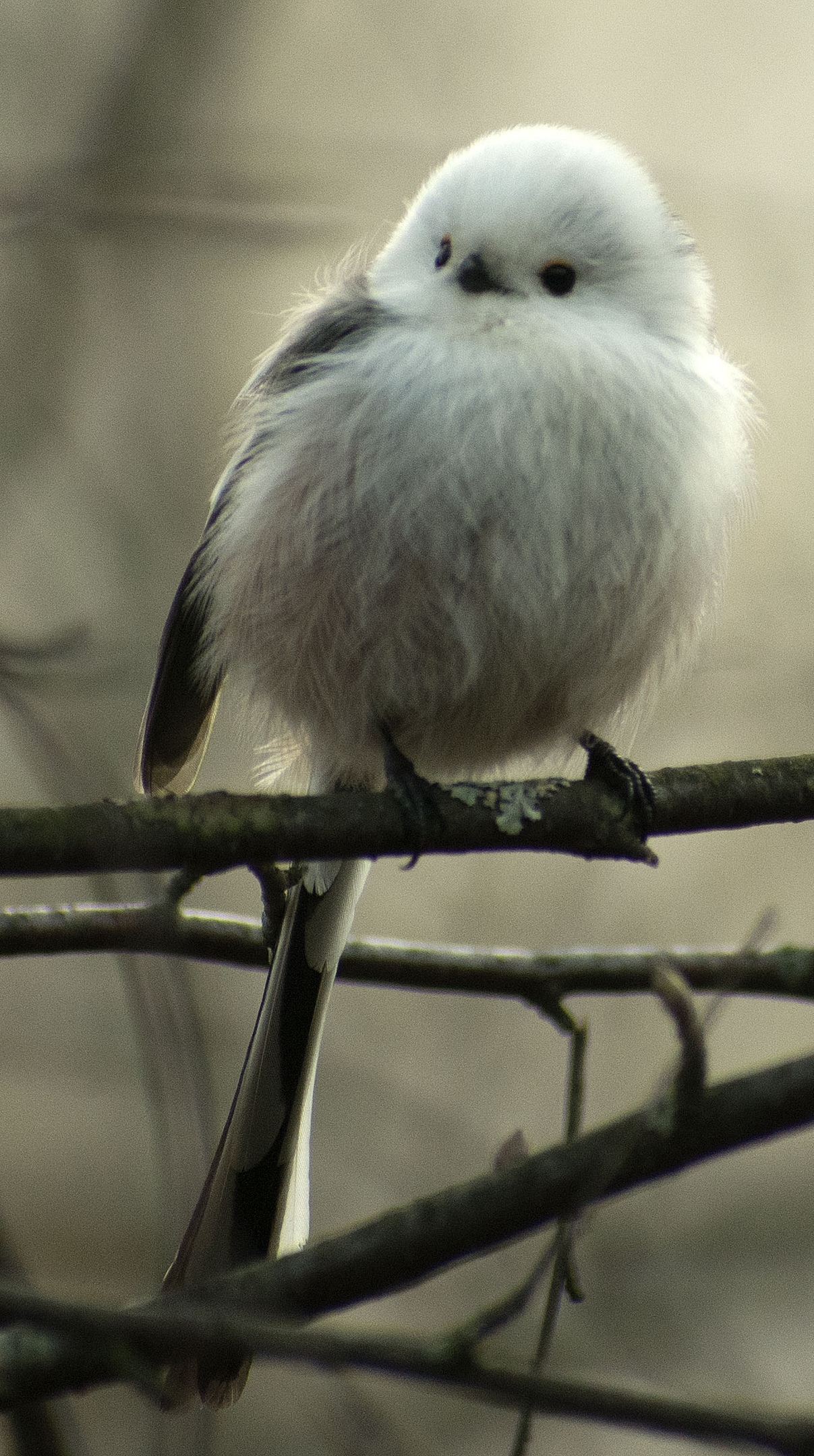 About tits - My, Ornithology, Birds, Tit, Schelkovo, Bird watching, Leisure, Nature, Moscow region, Longpost