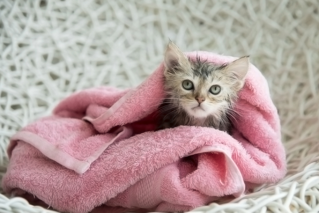 Сушить ли кошку феном? | Пикабу