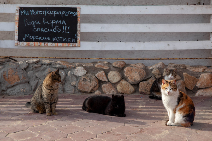 Морские котики - Кот, Морской котик, Фотография