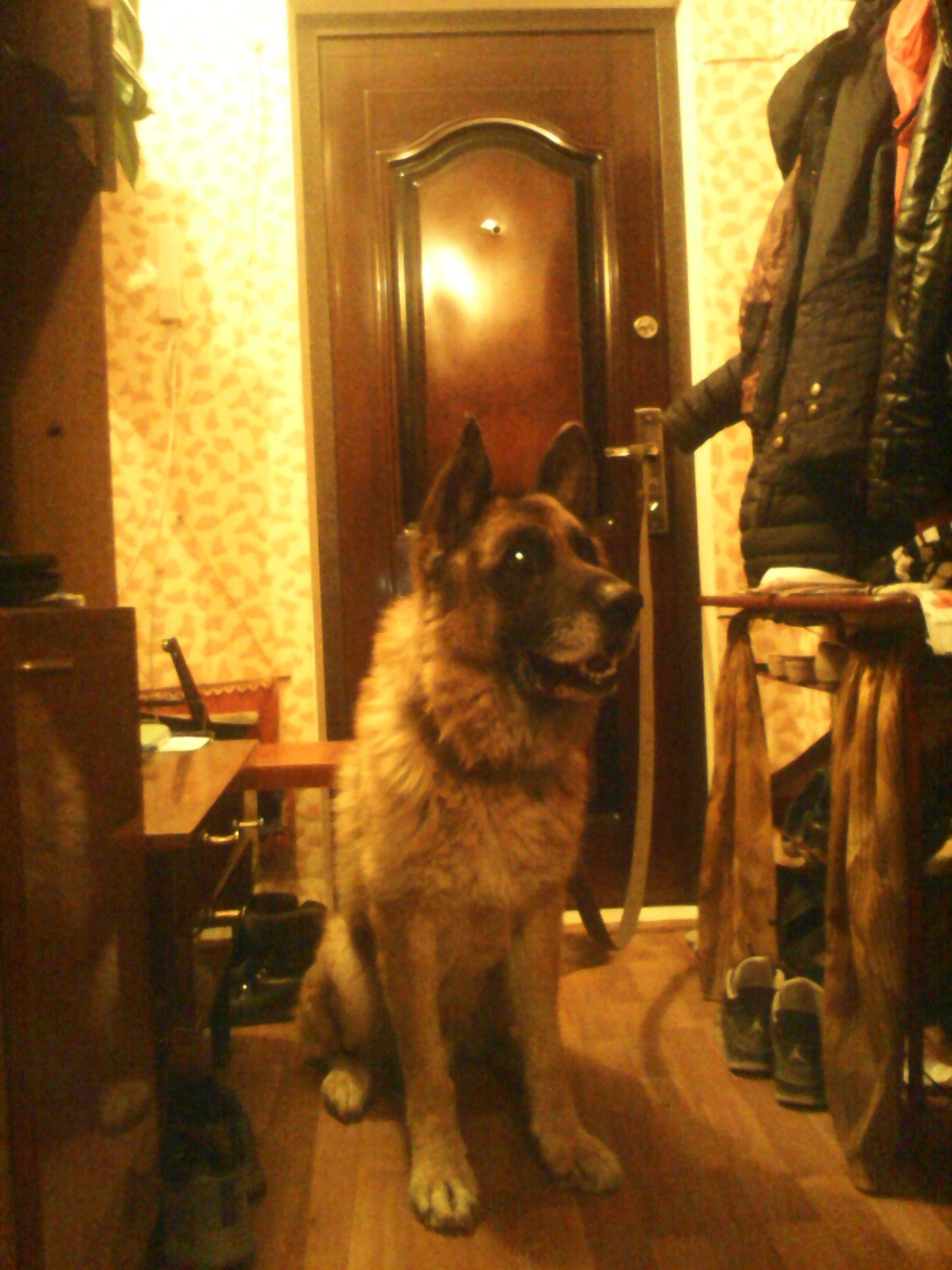 How I met Hasso. Thoughts and tossing. Search. Home! - My, Pets, Dog, Animals, Sheepdog, German Shepherd, The dog is missing, Animal shelter, Longpost, Yandex Zen