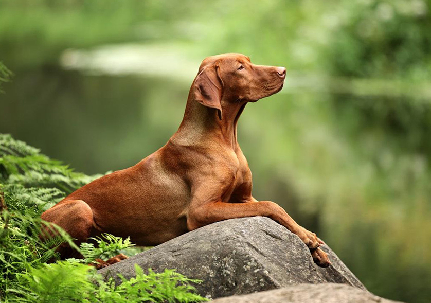 7 Dog Breeds for Active People - Dog, Dog breeds, Interesting, Activity, Energy, Hiking, Longpost