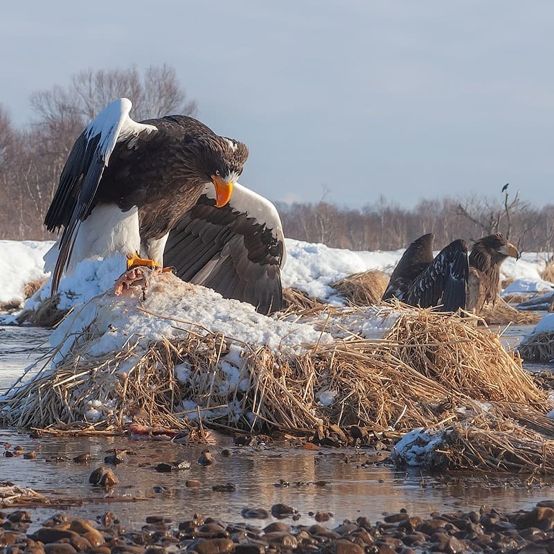 The strongest wins - My, Kamchatka, Nature, Travels, Birds, Video, Longpost, Eagle, Bald eagle