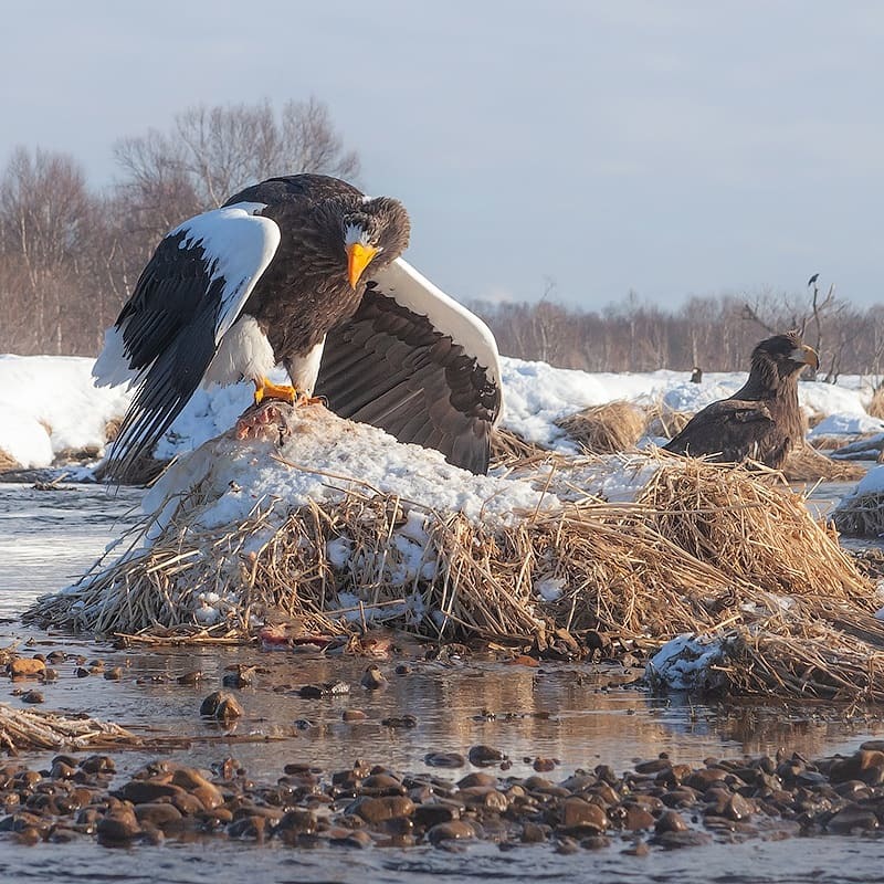 The strongest wins - My, Kamchatka, Nature, Travels, Birds, Video, Longpost, Eagle, Bald eagle