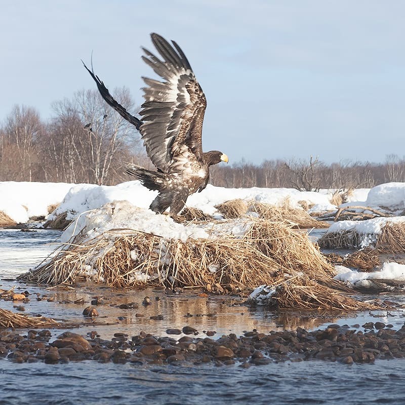 The strongest wins - My, Kamchatka, Nature, Travels, Birds, Video, Longpost, Eagle, Bald eagle