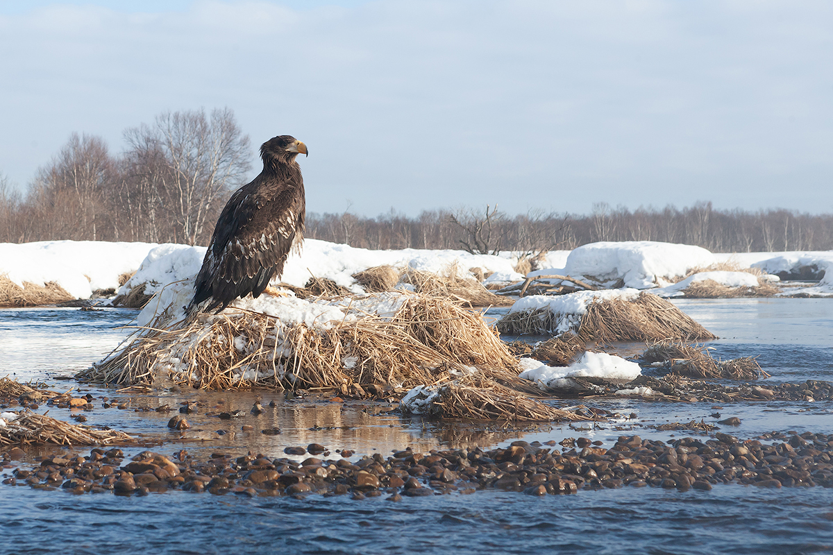 The strongest wins - My, Kamchatka, Nature, Travels, Birds, Video, Longpost, Eagle, Bald eagle