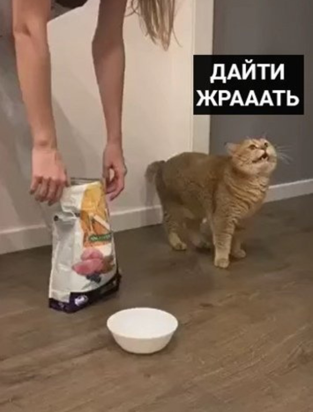 Ночной жор котика - Кошатники, Баян, Длиннопост, Кот