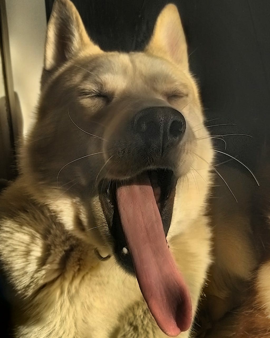 Whose tongue is longer? - My, Dog, Alaskan Malamute, Mestizo, Husky, Laika, Longpost