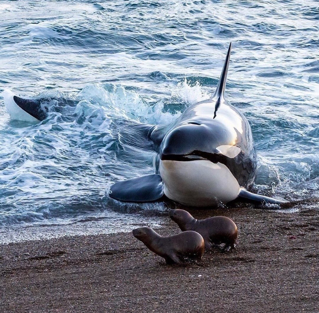 I just have to ask... - The photo, Killer whale