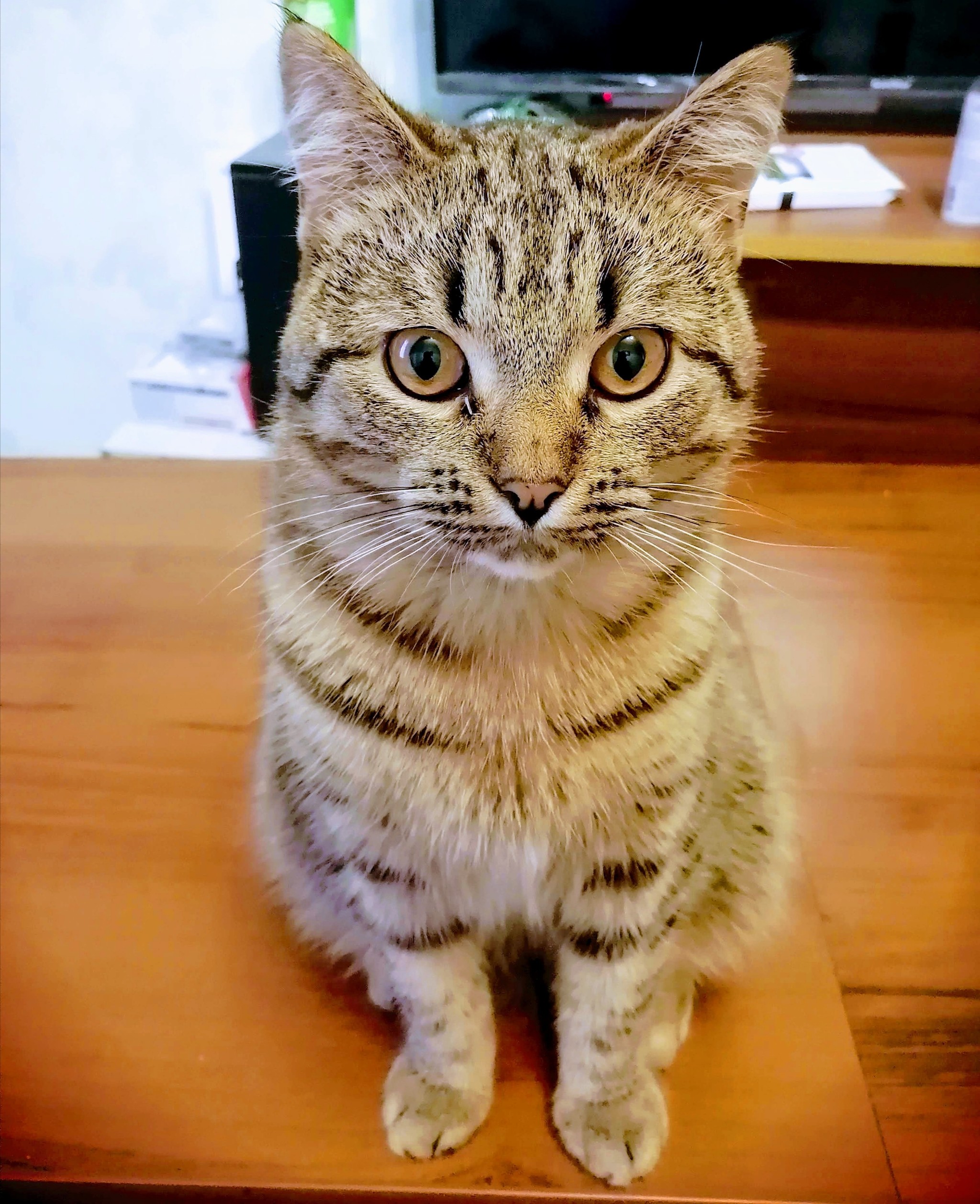 How a loaf grew from a Pie. Once upon a time - My, cat, It Was-It Was