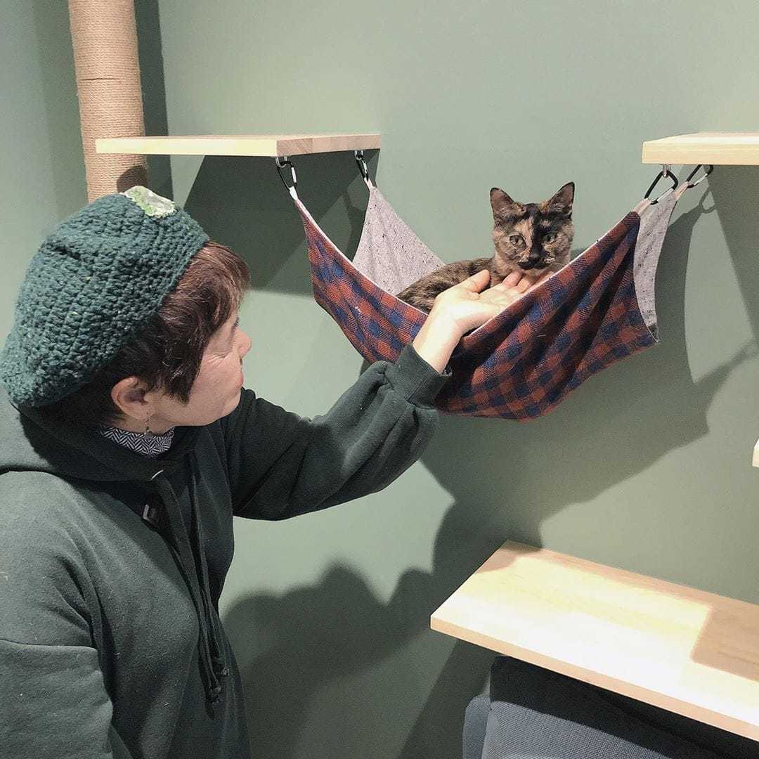 A cat cafe has opened in Tokyo, where cats live with a rodent. This is a capybara, and you can cuddle it too! - Capybara, cat, Cat cafe, Japan, Tokyo, Longpost