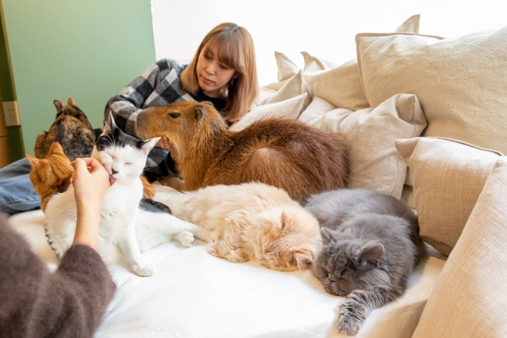 A cat cafe has opened in Tokyo, where cats live with a rodent. This is a capybara, and you can cuddle it too! - Capybara, cat, Cat cafe, Japan, Tokyo, Longpost