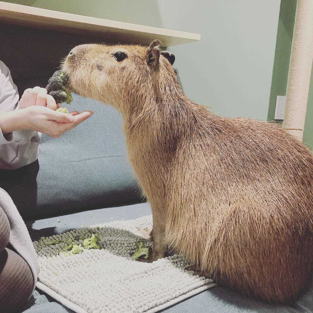 A cat cafe has opened in Tokyo, where cats live with a rodent. This is a capybara, and you can cuddle it too! - Capybara, cat, Cat cafe, Japan, Tokyo, Longpost