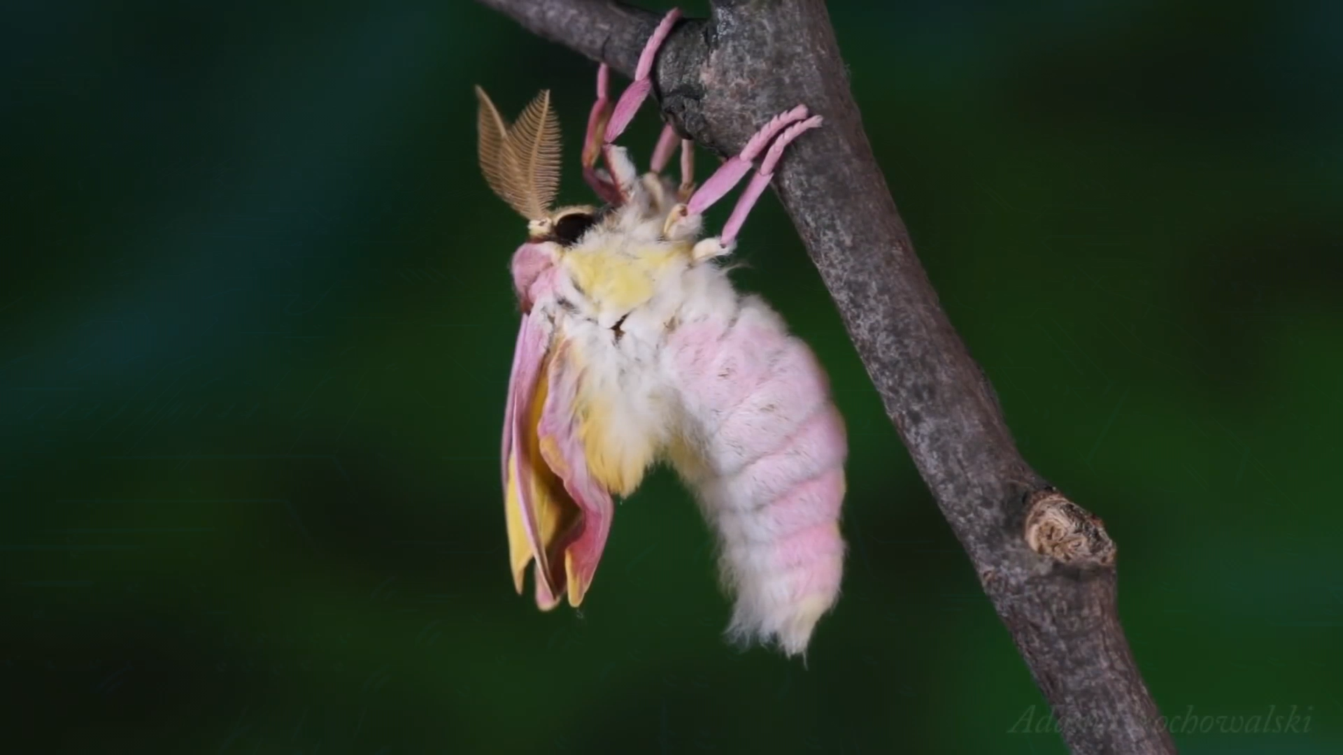 Giant butterfly Actias Dubernardi. Full cycle of life - My, Insects, Life cycle, Butterfly, Caterpillar, Metamorphosis, Video, Longpost