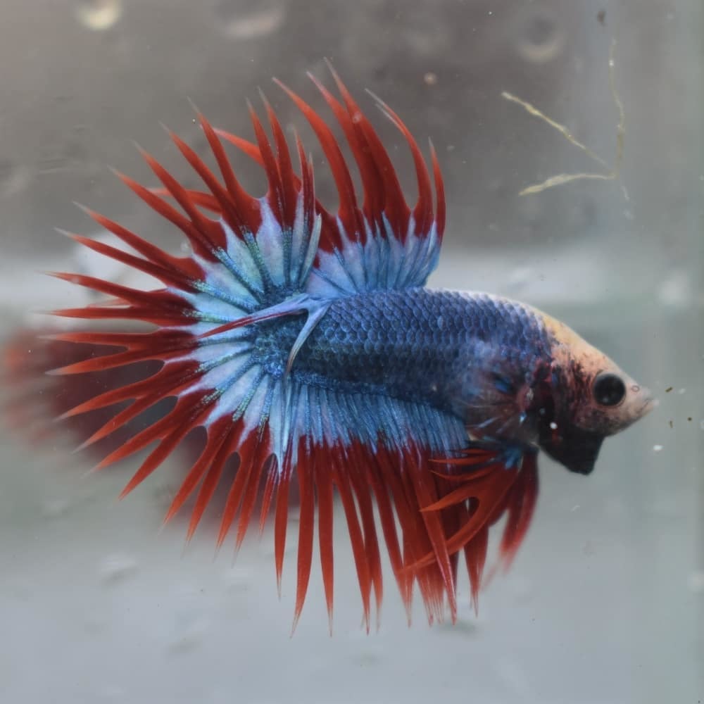 Crown cockerels, new selections - Aquarium fish, Aquarium