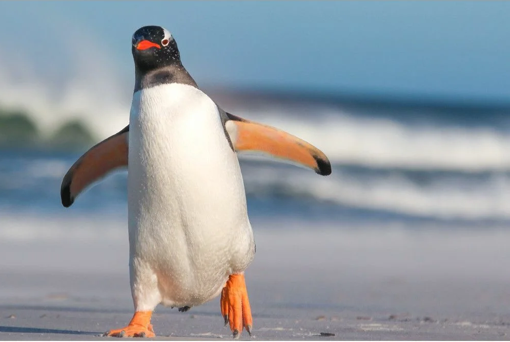 Penguin walks through the snow. And each in his own way - My, Pinguins from Madagascar, Variant of reality, Sociophobic Penguin, Penguin Lifter, Penguins, Longpost