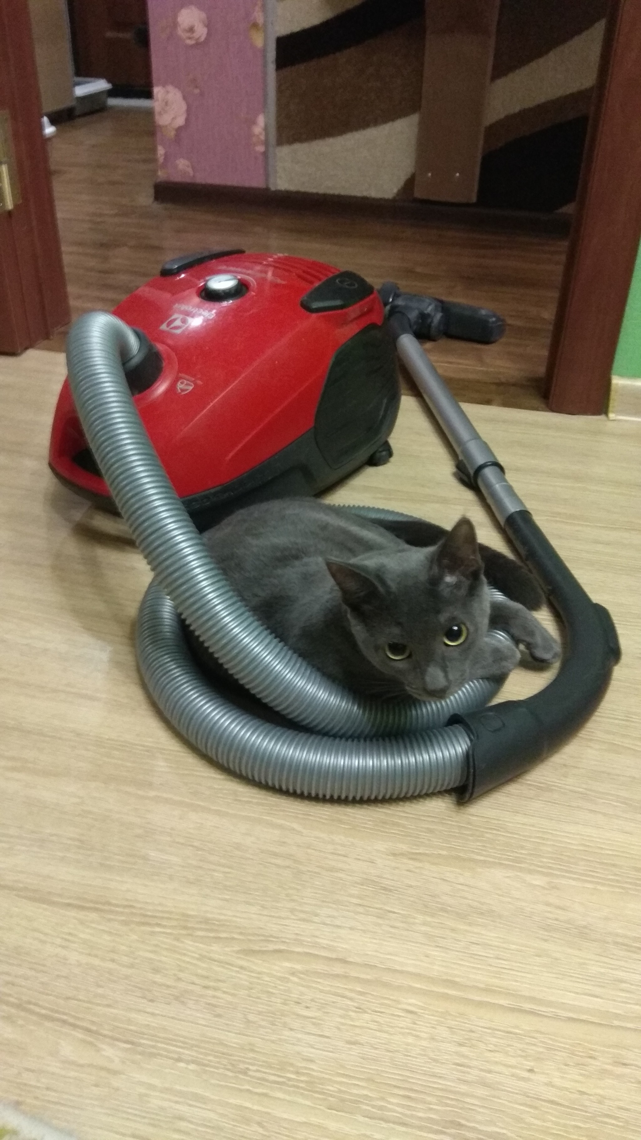 Today is apartment cleaning day - My, cat, Catomafia, A vacuum cleaner