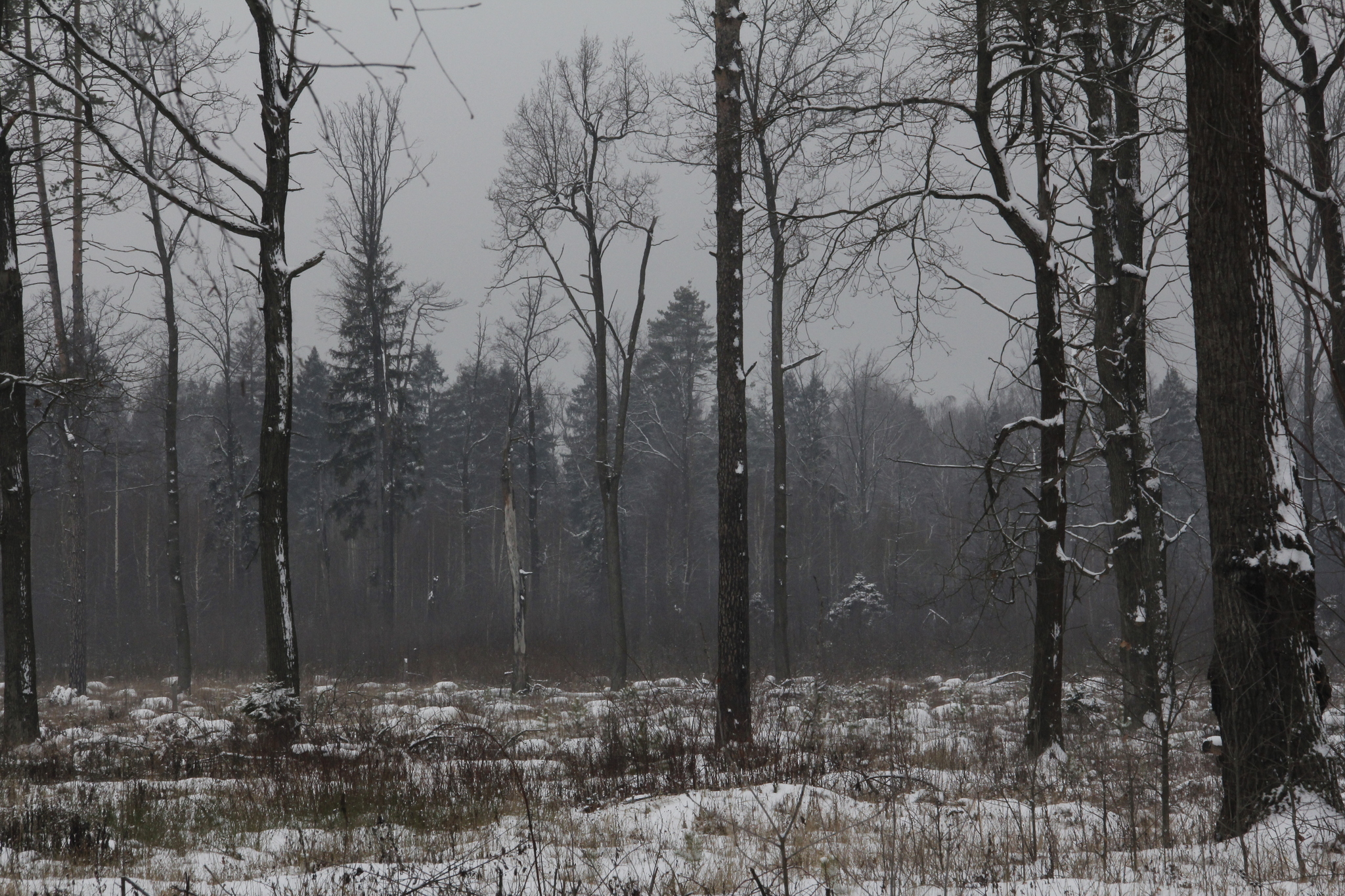 лес шумит. серый лес. холод. пожар в лесу фото. тишина в лесу.