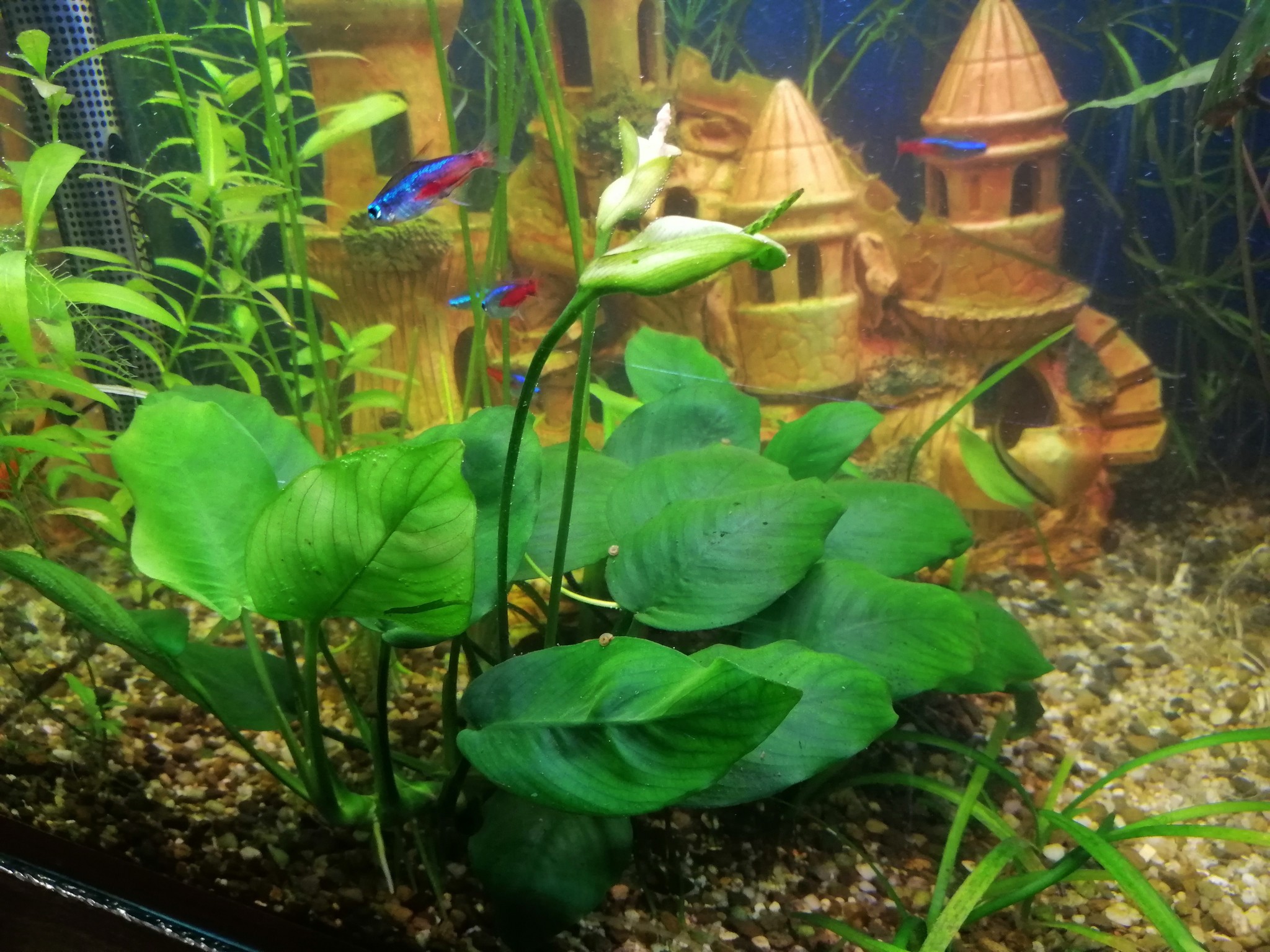 It repeated - My, Aquarium plants, Aquarium, Aquarium fish, Video