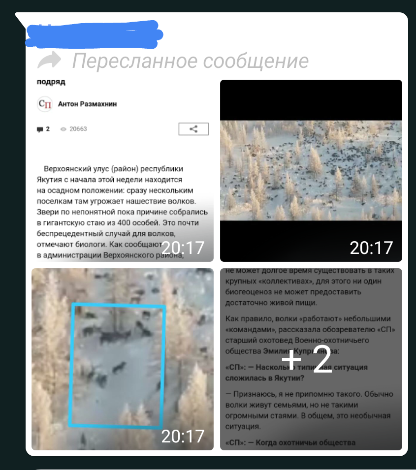 Стая в 400 волков (вымысел) - Whatsapp, Волк, Стая, Интернет, Видео, Длиннопост