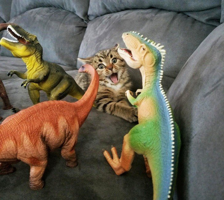 Save - help - cat, Kittens, Toys, Dinosaurs