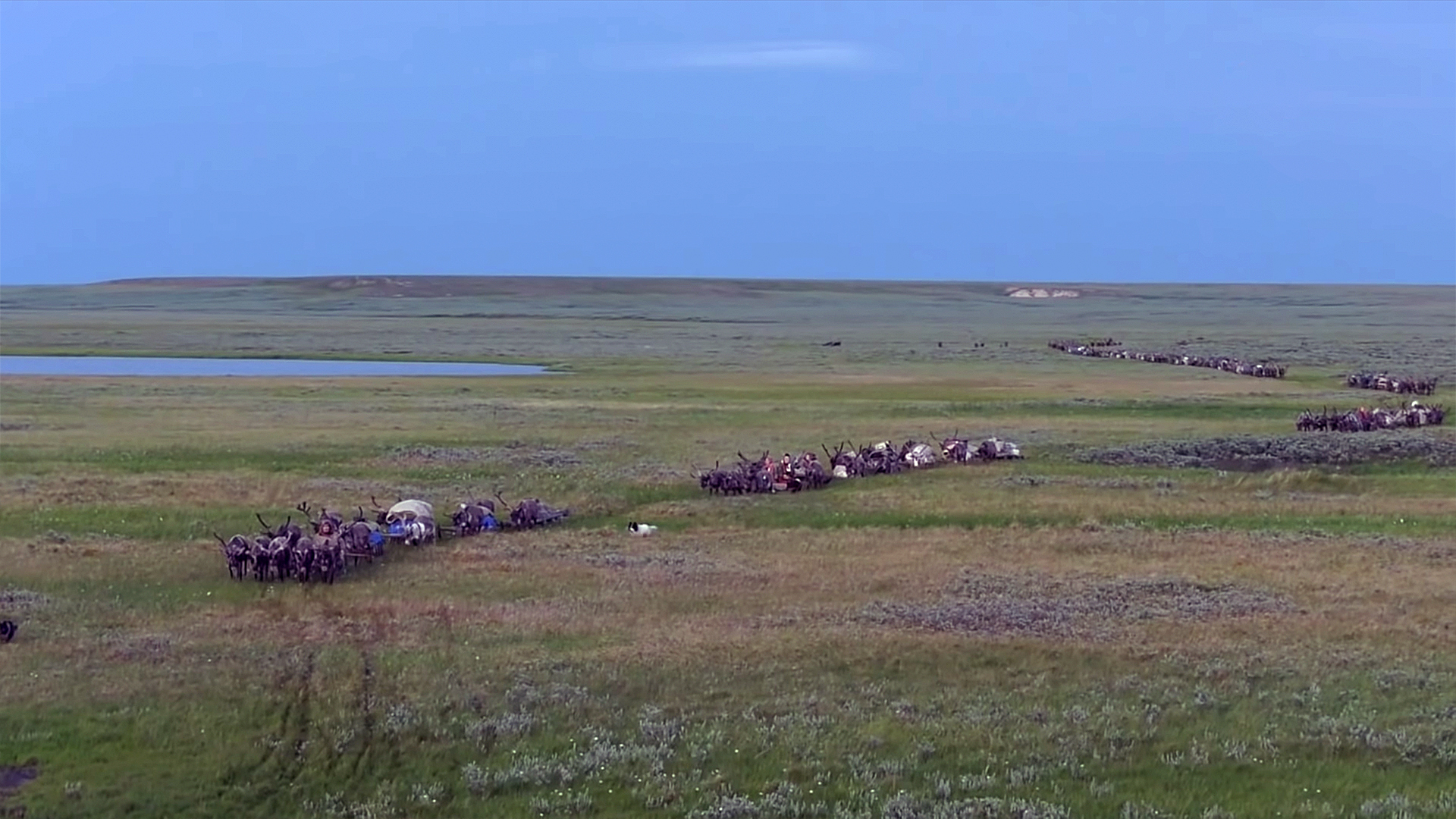 NEDARMA - the path, the roads of the Khudi family - Yamal, Deer, Reindeer herder, Nenets, Pasture, Nomads, Tundra, Arctic, Video, Longpost