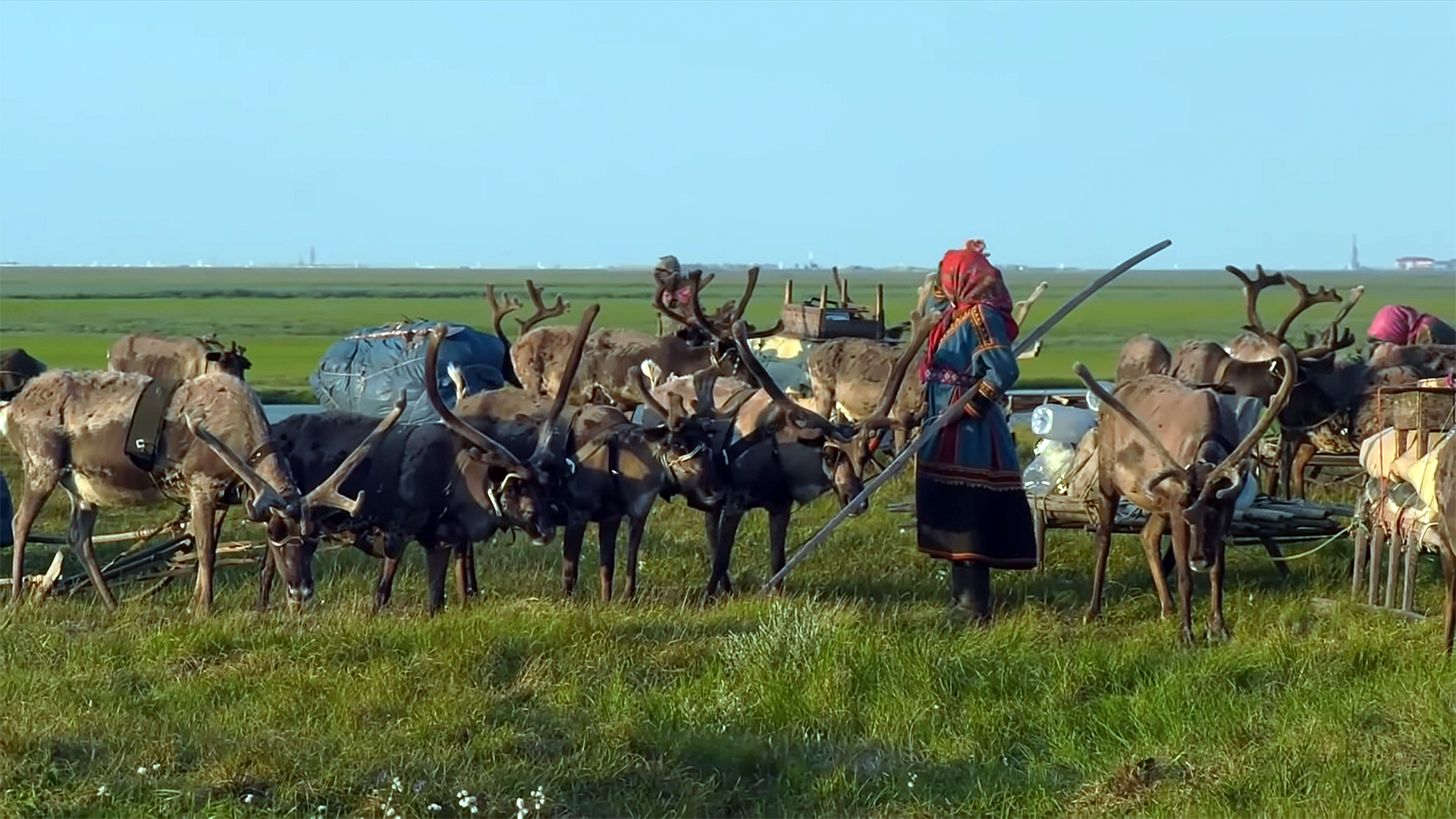 NEDARMA - the path, the roads of the Khudi family - Yamal, Deer, Reindeer herder, Nenets, Pasture, Nomads, Tundra, Arctic, Video, Longpost