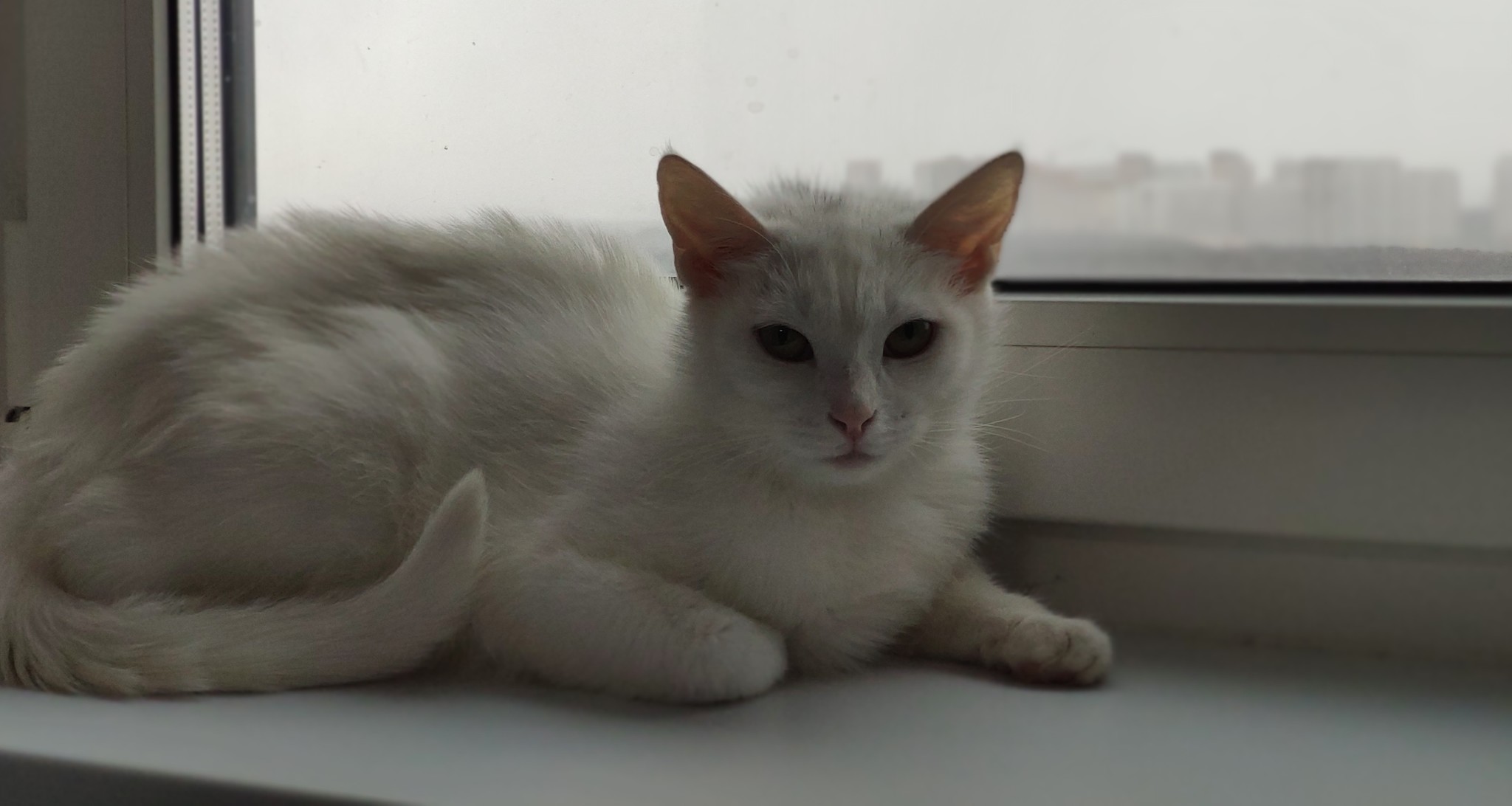 This is the Cat Mischa, who is looking for a home. Moscow and Moscow Region - My, No rating, In good hands, Moscow, Moscow region, Urgently, cat