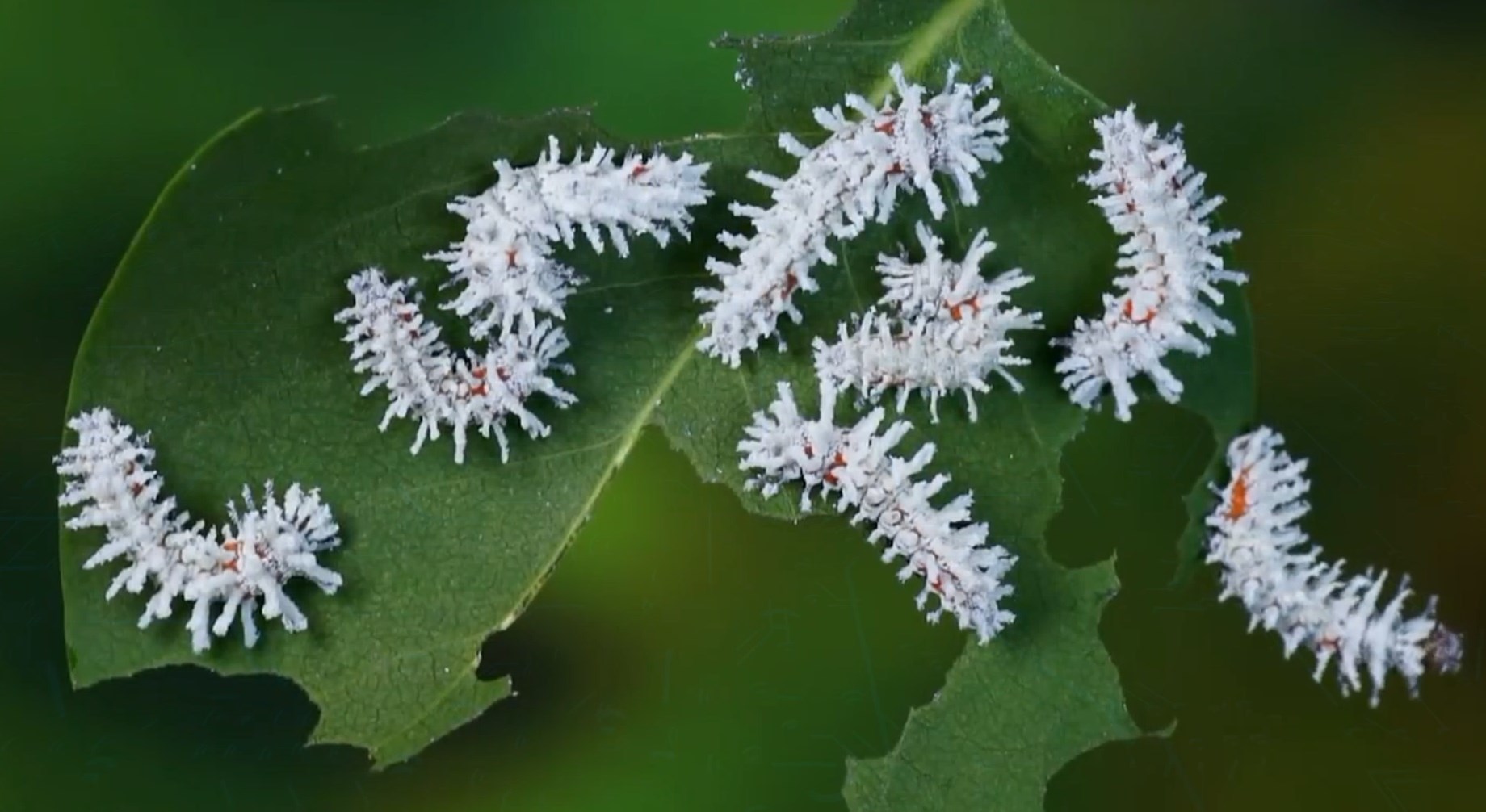 Full life cycle of the Peacock-eye Atlas - Butterfly, Insects, Life cycle, Metamorphosis, Caterpillar, Video, Longpost