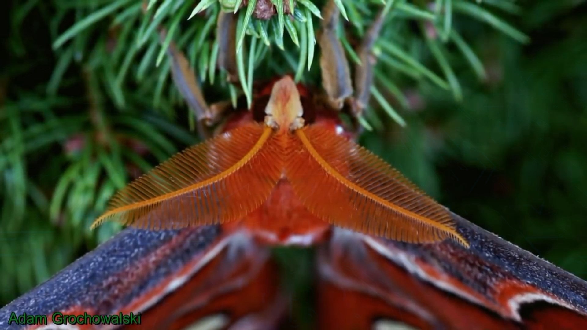 Full life cycle of the Peacock-eye Atlas - Butterfly, Insects, Life cycle, Metamorphosis, Caterpillar, Video, Longpost