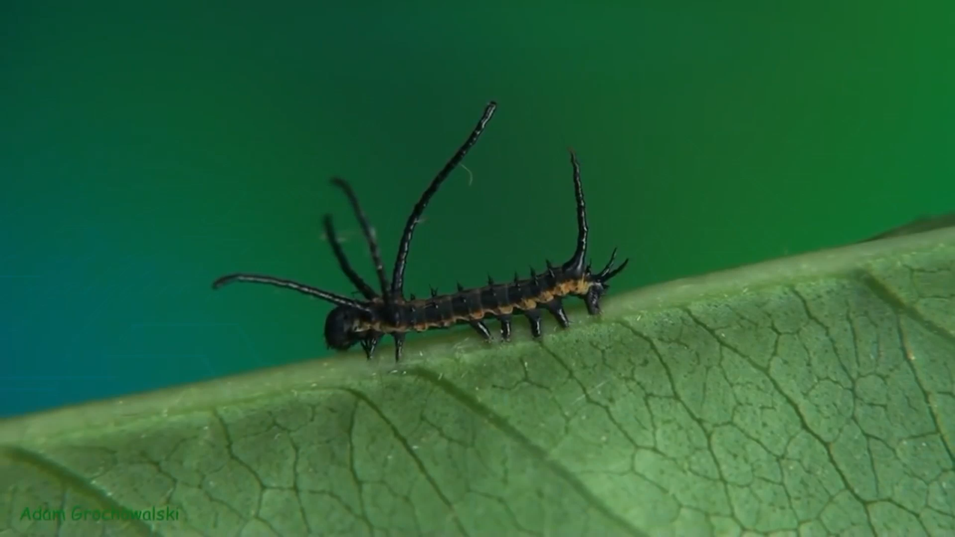 Full life cycle of Far Eastern Bramea - Butterfly, Caterpillar, Life cycle, Metamorphosis, Insects, Video, Longpost