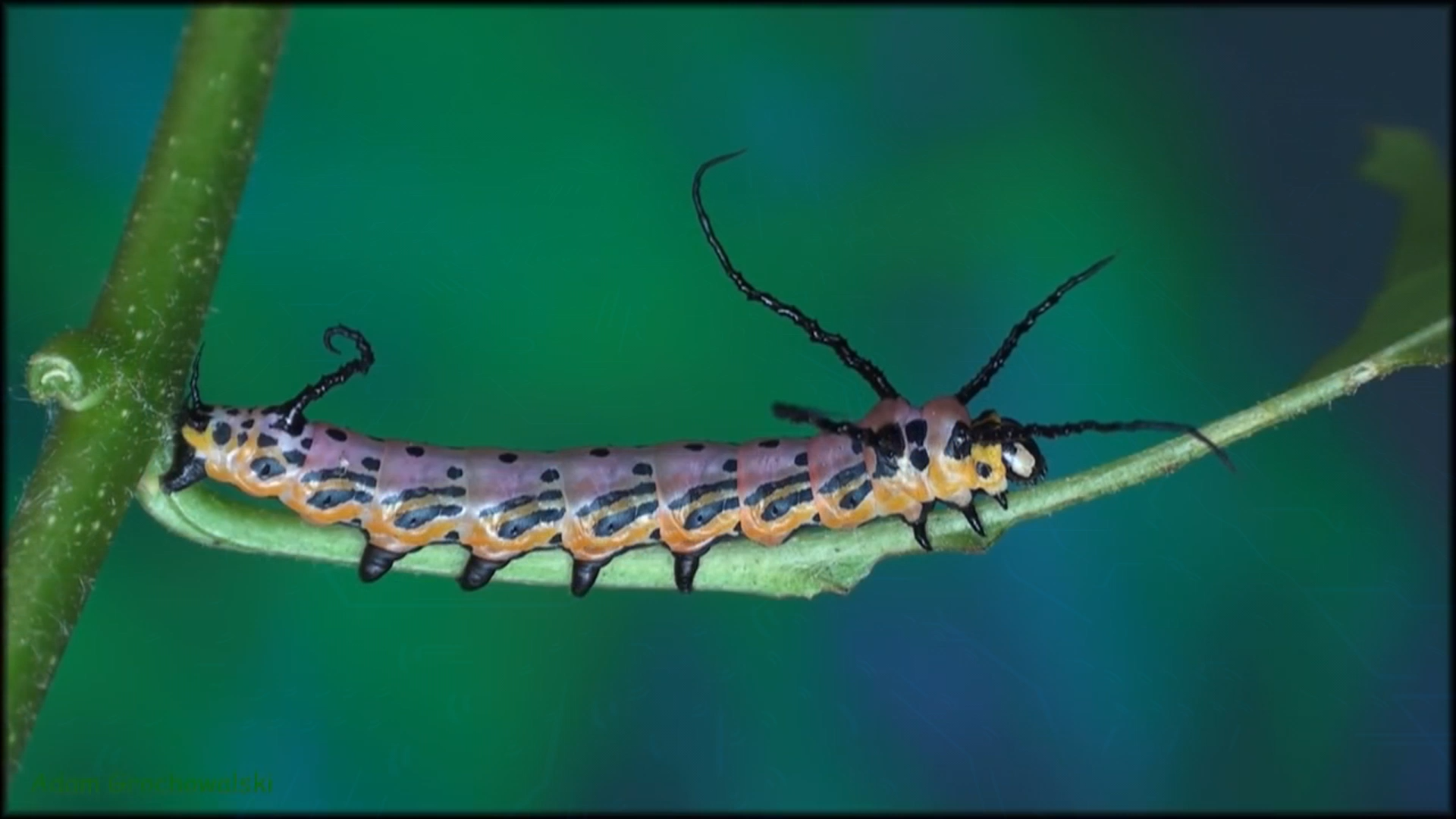 Full life cycle of Far Eastern Bramea - Butterfly, Caterpillar, Life cycle, Metamorphosis, Insects, Video, Longpost