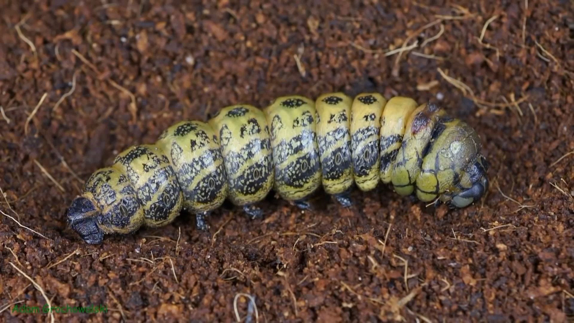 Full life cycle of Far Eastern Bramea - Butterfly, Caterpillar, Life cycle, Metamorphosis, Insects, Video, Longpost