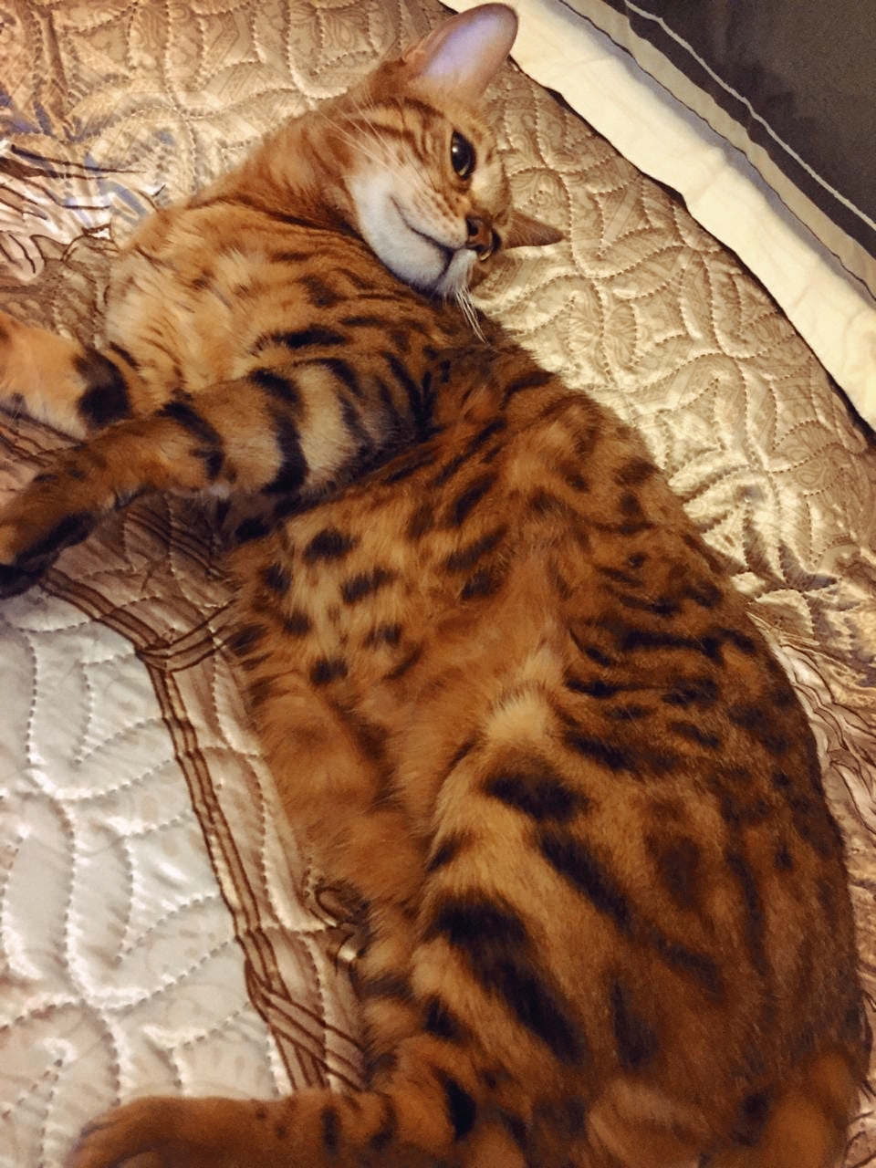 Bengal Ricci needs a family! - My, cat, Kindness, Moscow, Help, In good hands, Homeless animals, No rating, Longpost