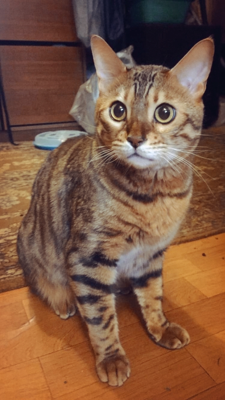 Bengal Ricci needs a family! - My, cat, Kindness, Moscow, Help, In good hands, Homeless animals, No rating, Longpost