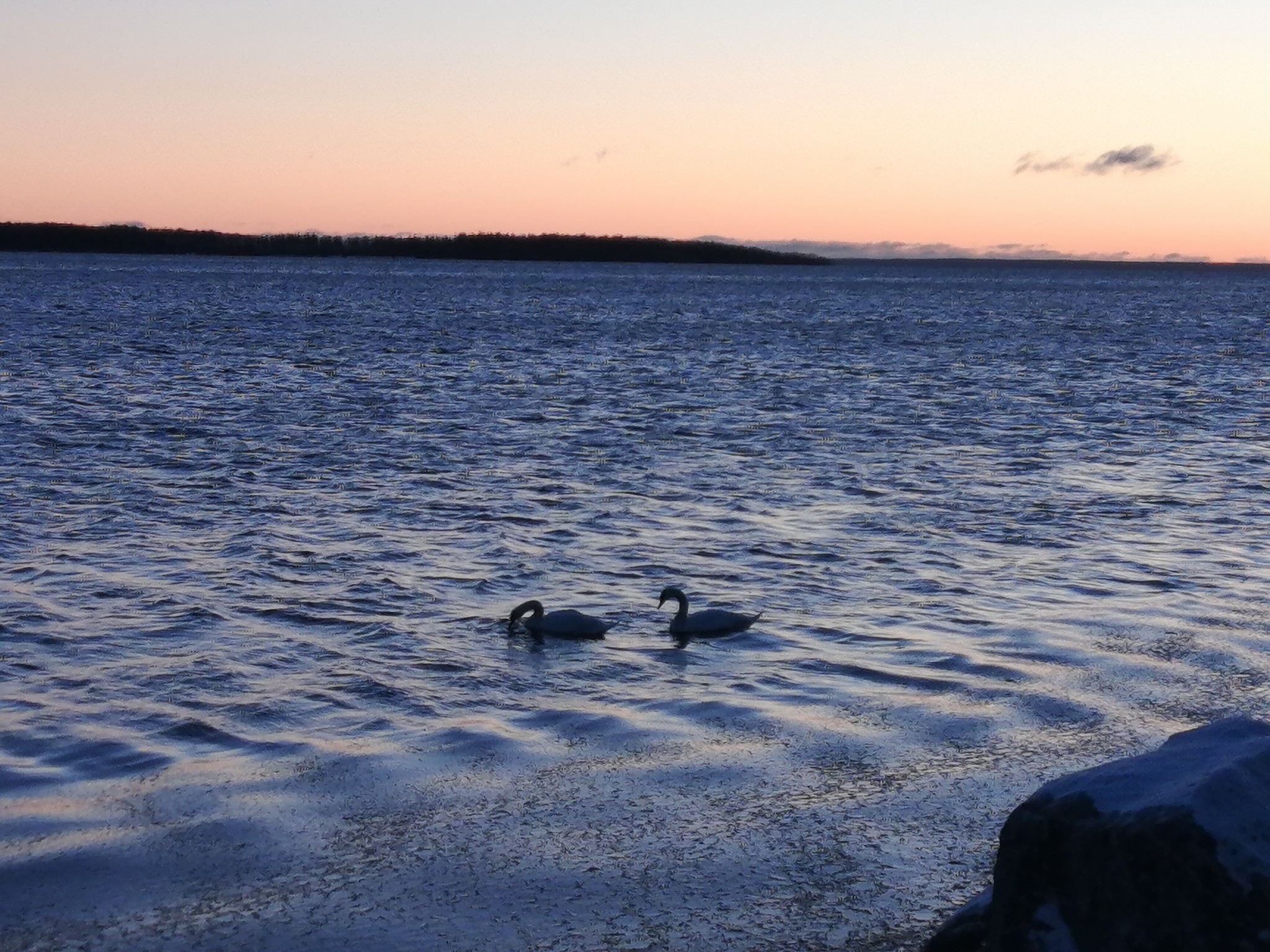 Swans, morning, Gulf of Finland - My, Swans, Morning, The Gulf of Finland, Longpost